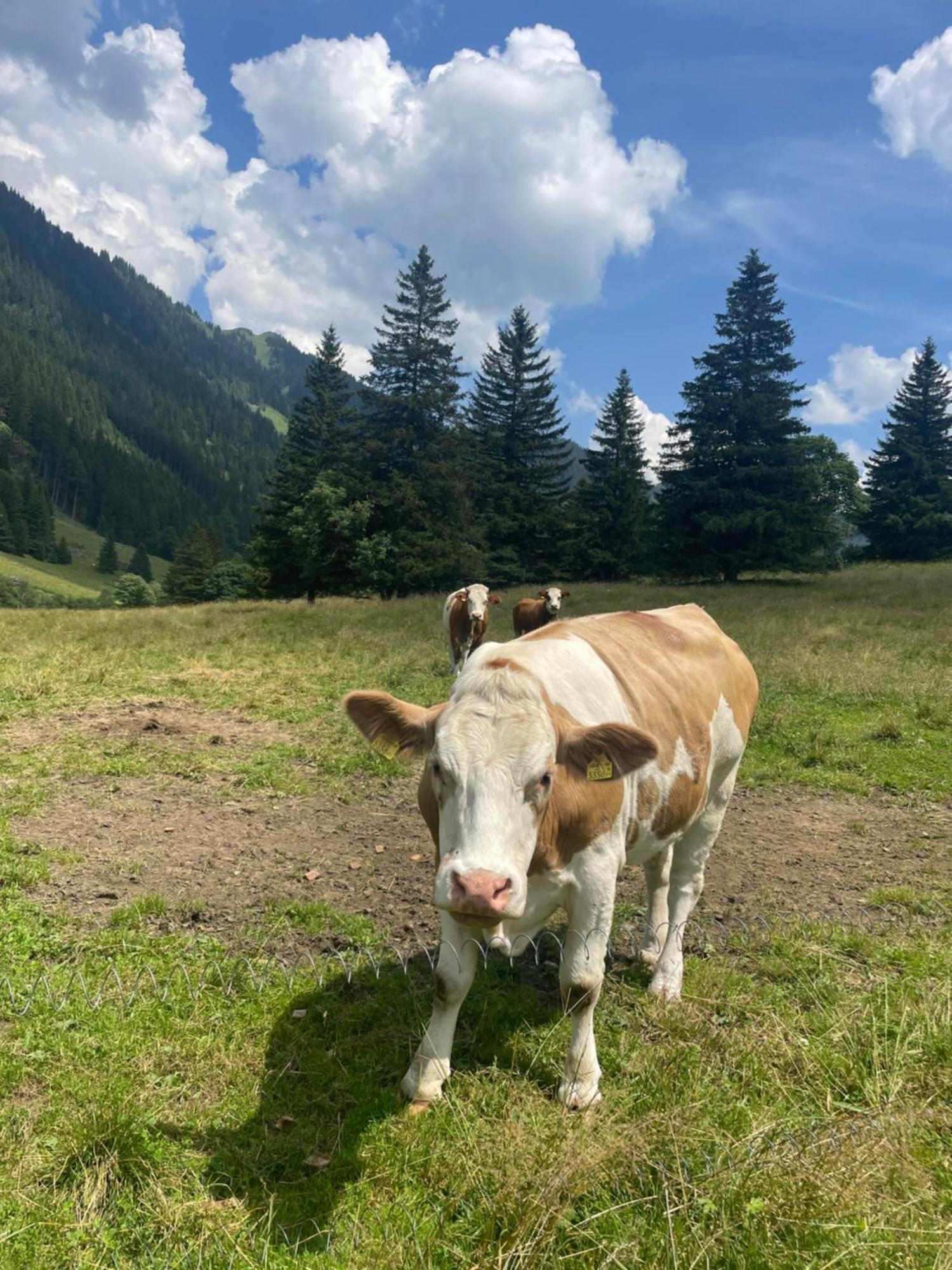 Ferienwohnungen Bianca Hasler - Stallbauer Pusterwald Exterior foto